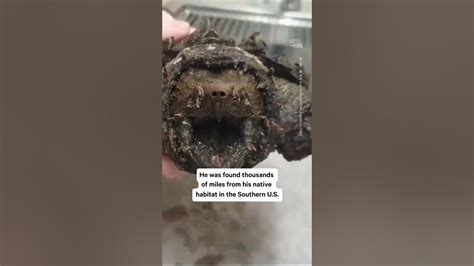 The Fish That Can Bite Through Bone .